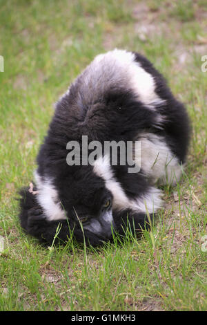 In bianco e nero lemure ruffed (Varecia variegata) sdraiati sull'erba. Foto Stock