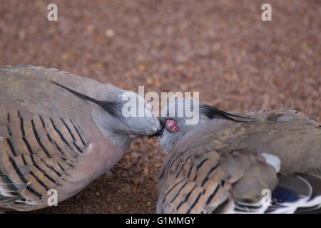 Due piccioni crestato (Ocyphaps lophotes) alimentazione di ogni altro. Foto Stock