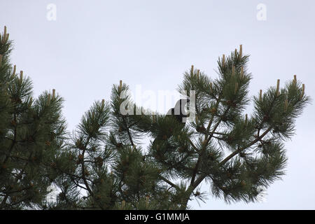 Comune di Corvo imperiale Corvus corax seduto su una conifera. Foto Stock