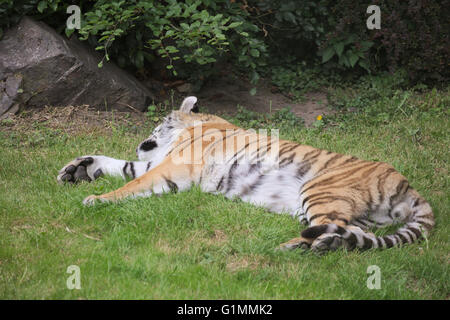 Tigre Siberiana (Panthera tigris altaica) giacenti in erba. Foto Stock