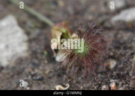 Blossom dell'acqua avens (Geum rivale) con frutti. La messa a fuoco selettiva tecnica crea un effetto interessante, sottolineando t Foto Stock