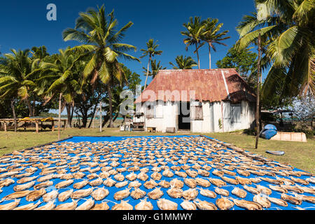 Un locale commerciale venture in remote Namuka-i-Lau, pesce di essiccazione al sole prima di essere esportati a Hong Kong. Lau, Isole Figi. Foto Stock