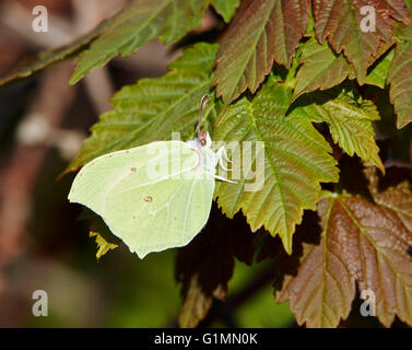 Brimstone maschio. Hurst Prati, West Molesey Surrey, Inghilterra. Foto Stock