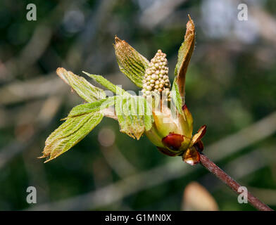 Ippocastano bocciolo di fiori e foglie. Hurst Prati, West Molesey Surrey, Inghilterra. Foto Stock