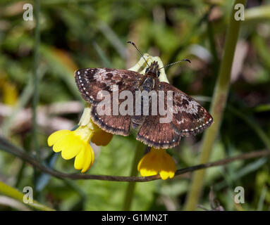 Squallido Skipper farfalla sulla cowslip fiore. Noar Hill riserva naturale, Selborne, Hampshire, Surrey, Inghilterra. Foto Stock