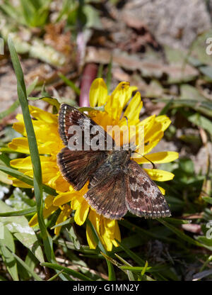 Squallido Skipper farfalla sulla tarassaco. Noar Hill riserva naturale, Selborne, Hampshire, Surrey, Inghilterra. Foto Stock