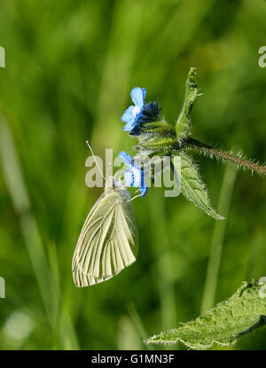 Piccola farfalla bianca nectaring sul verde Alkanet fiore. Hurst Prati, West Molesey Surrey, Inghilterra. Foto Stock