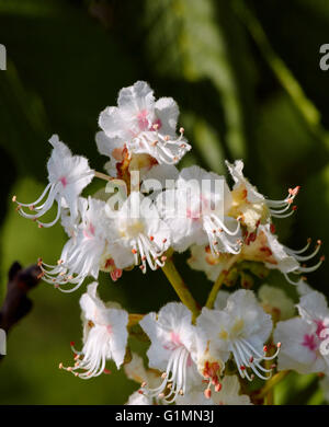 Ippocastano blossom. Hurst Prati, West Molesey Surrey, Inghilterra. Foto Stock