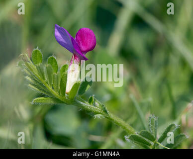 Vetch comune. Hurst Prati, West Molesey Surrey, Inghilterra. Foto Stock