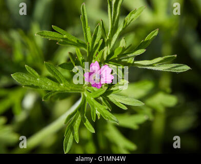 Cut-lasciato della gru-bill. Hurst Prati, West Molesey Surrey, Inghilterra. Foto Stock