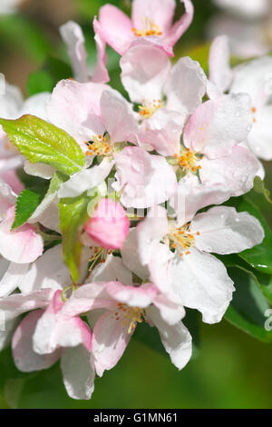 Apple Blossom bianco rosa Foto Stock