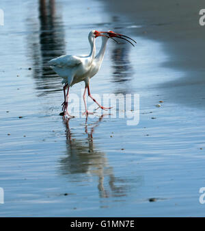 Due Americano bianco Ibis passeggiate in riva al mare a Apollo Beach, Merritt Island National Vita Selvaggia rifugio, Florida Foto Stock