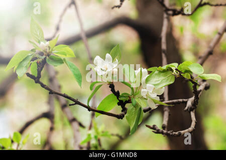 Nice apple fiore di primavera sbocciare come principessa di albero Foto Stock