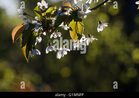 Rametto di un albero ciliegio con fiori di colore bianco in luce posteriore a una naturale sfondo verde Foto Stock
