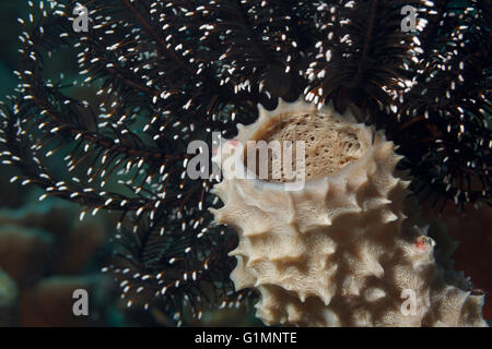 Spugna nel mar dei Caraibi circa Bonaire. Foto V.D. Foto Stock