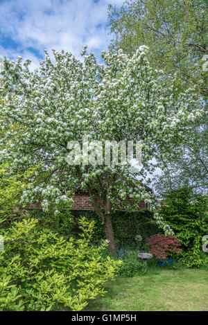 Un granchio melo in piena fioritura. Foto Stock