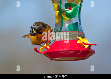 Femmina di Baltimore rigogolo posatoi sulla hummingbird alimentatore in primavera Foto Stock