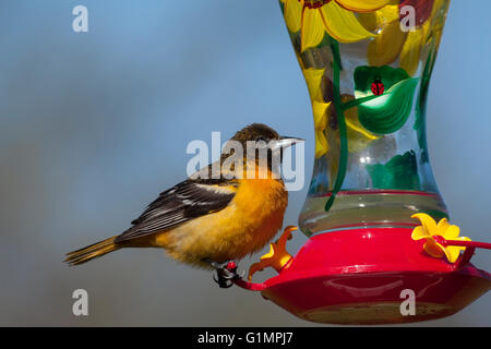 Femmina di Baltimore rigogolo posatoi sulla hummingbird alimentatore in primavera Foto Stock