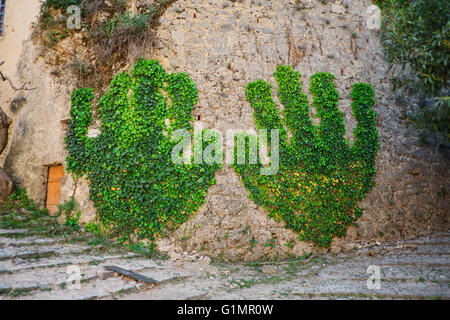 Parete Verde, ivy in Cotignac , la Provenza, Francia Foto Stock