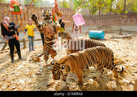Visitatori e turisti stanno interagendo con le tigri,Tempio in Kanchanaburi est di Bangkok, Tailandia Foto Stock