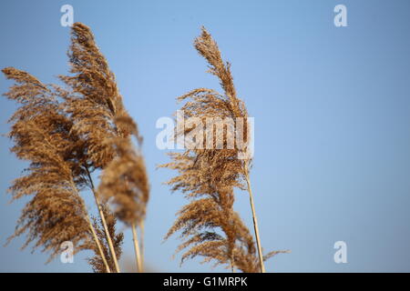 Diversi reed (Phragmites australis) pannocchie su un cielo blu. Foto Stock