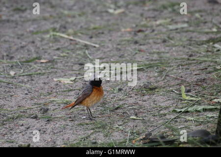 Comune (redstart Phoenicurus phoenicurus) seduto per terra. Foto Stock