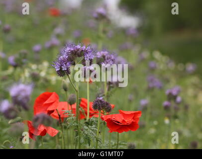 Tansy blu (Phacelia tanacetifolia) con mais papavero (Papaver rhoeas). Foto Stock