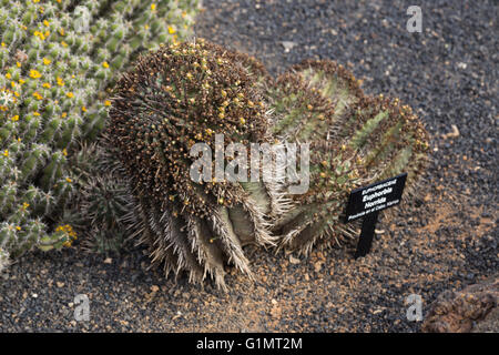 Euphorbiaceae Euphorbia Horrida Boiss. Nome comune: Africana canna di latte Foto Stock