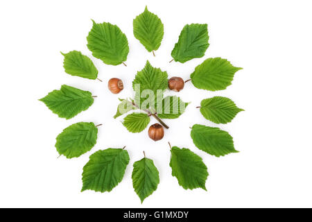 Modello di nocciole con foglie verdi di forma circolare sul bianco. Vista dall'alto. Foto Stock