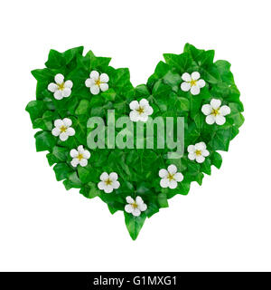 Cuore verde modello realizzato di foglie d'edera e fiori bianchi. Creative disposizione naturale fatto di verde foglie d'edera. Foto Stock