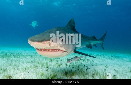 Tiger Shark, Galeocerdo cuvier, subacquea in Bahamas, dei Caraibi Foto Stock