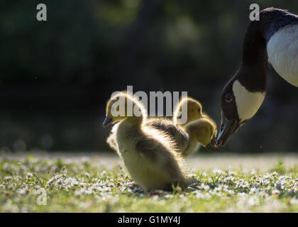 Canada goose (Branta canadensis) genitore bird con goslings. I giovani pulcini toccando rostri selvaggio con adulti, su margherite in erba Foto Stock