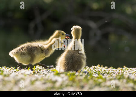 Canada goose (Branta canadensis) goslings chiamando. I giovani pulcini di rispondere vocalmente a madre, con tounges sporgenti dai becchi Foto Stock