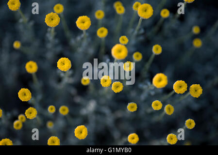Daisy come fiori gialli fioritura. Foto Stock