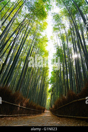Guardando verso l'alto la foresta di bambù di Arashiyama a Kyoto con i raggi del sole attraverso lo streaming Foto Stock