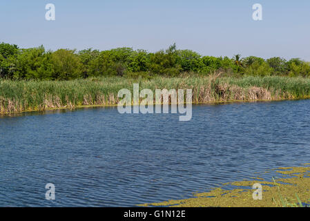 Costanera Sur Riserva Ecologica, Buenos Aires, Argentina Foto Stock