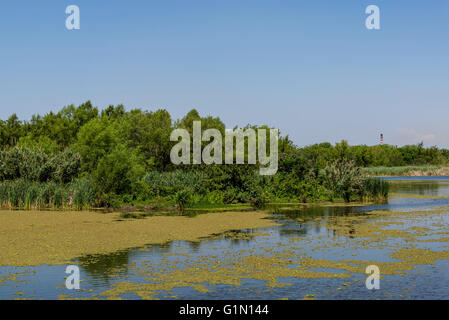 Costanera Sur Riserva Ecologica, Buenos Aires, Argentina Foto Stock