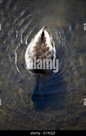 Un maschio di anatra dal di sopra di alimentazione con la sua testa sott'acqua. Foto Stock