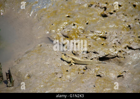 Mudskipper : pesci anfibio, attualmente inclusi nella sottofamiglia Oxudercinae, all interno della famiglia Gobiidae. Foto Stock