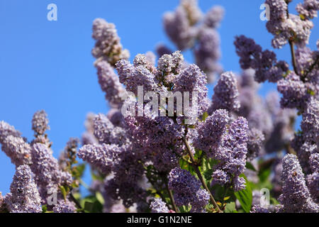 Lilac albero in fiore. Foto Stock