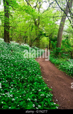 Percorso Ramsons però in un bosco inglese. Prima di legno, Portbury, North Somerset, Inghilterra. Foto Stock