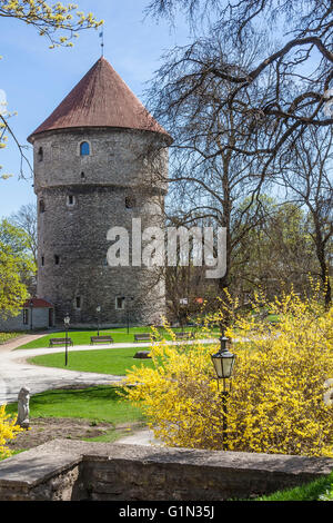 La primavera in Tallinn medievale Foto Stock