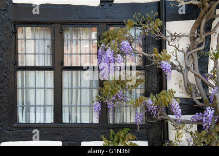 Il Glicine sul bianco e nero cottages in Stratford Upon Avon, Warwickshire, Inghilterra Foto Stock