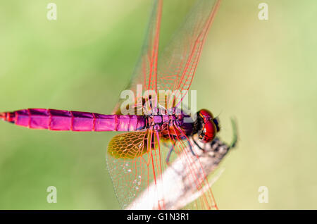 Trithemis Aurora o Crimson Marsh Glider ( maschio) Close up dragonfly rosso porpora appollaiato alla fine dei rami Foto Stock