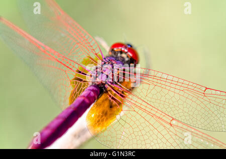 Trithemis Aurora o Crimson Marsh Glider ( maschio) Close up dragonfly rosso porpora appollaiato alla fine dei rami Foto Stock