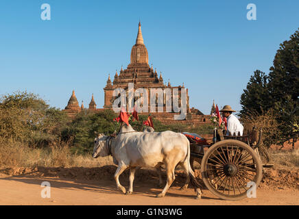 Carrello di giovenco e Htilominlo Temple, Bagan, Birmania - Myanmar Foto Stock