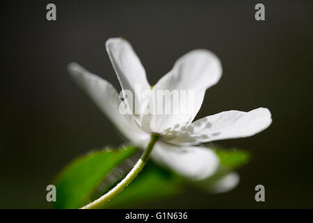 Legno (Anemone Anemone nemorosa ,) Foto Stock