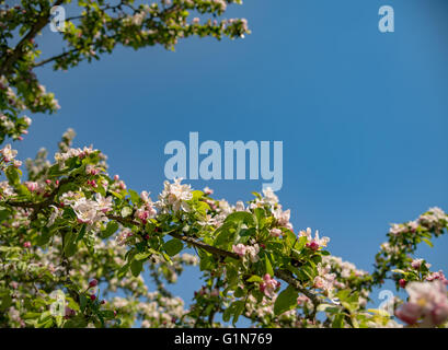 Sole splende sui rami della fioritura melo Foto Stock