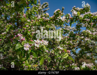 Sole splende sui rami della fioritura melo Foto Stock