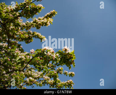 Sole splende sui rami della fioritura melo Foto Stock